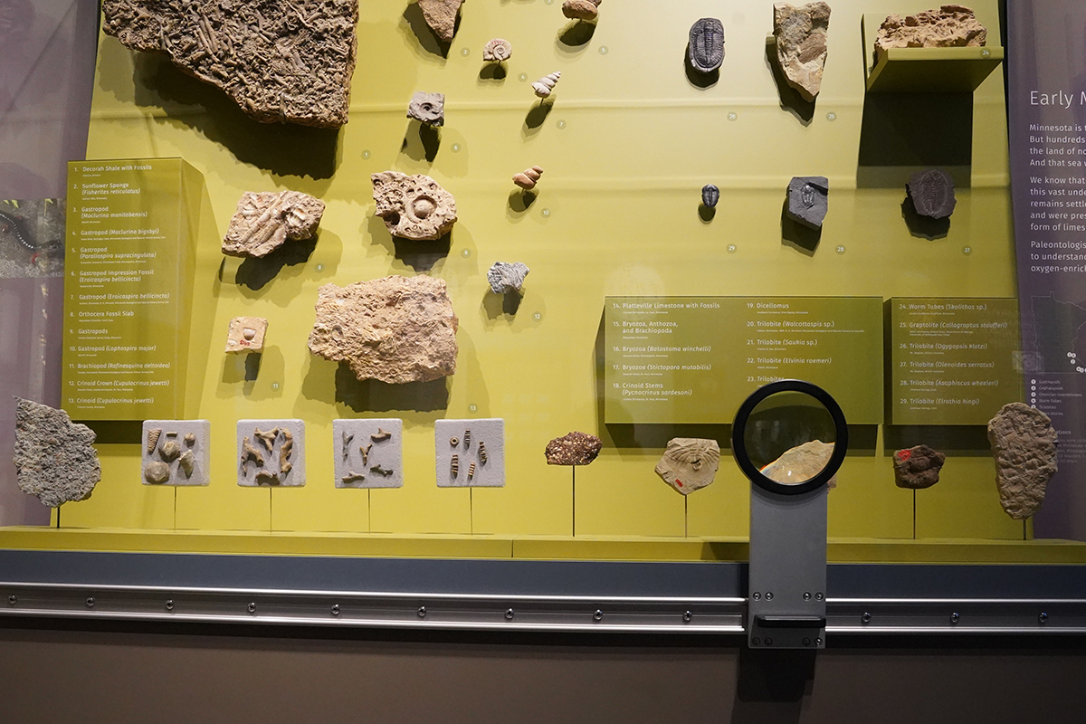 cell model interactive