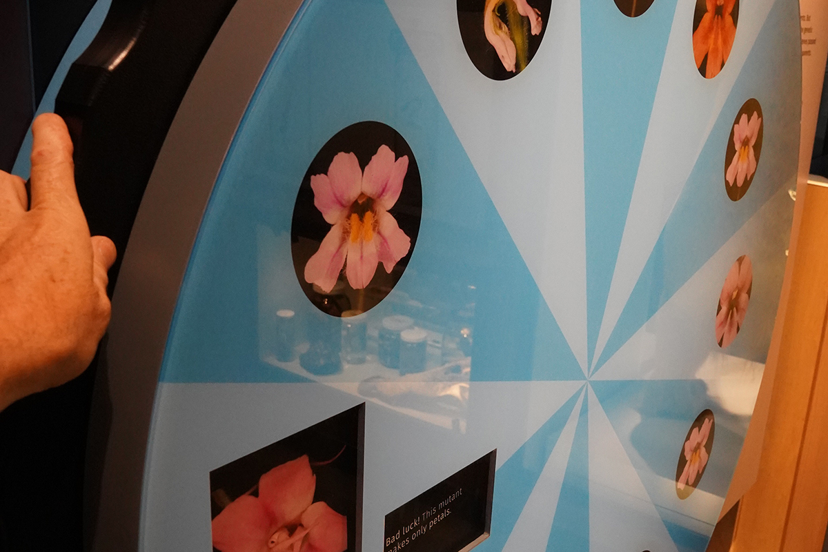 flower wheel of fortune game